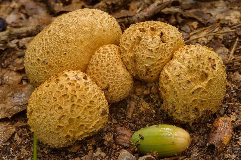 Earthball mushrooms (<B>Scleroderma citrinum</B>) in oak forest in Dubki Park in Sestroretsk, west from Saint Petersburg. Russia, <A HREF="../date-ru/2013-09-05.htm">September 5, 2013</A>
