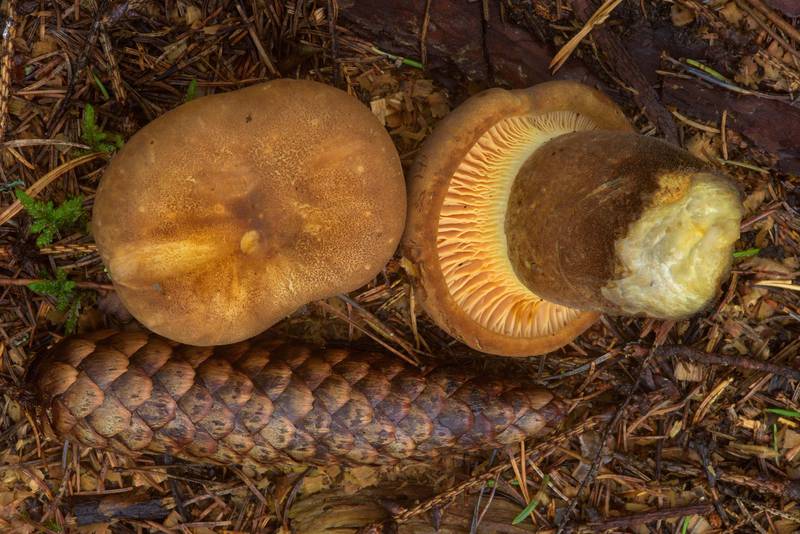 Velvet roll-rim mushrooms (Tapinella atrotomentosa) near Kavgolovskoe Lake in Toksovo, north from Saint Petersburg. Russia, August 15, 2016