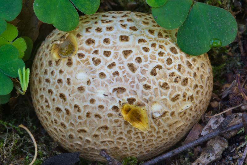 Earthball mushroom (Scleroderma citrinum) near Lisiy Nos, south from Saint Petersburg. Russia, September 3, 2016