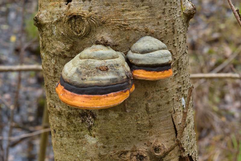 Red-Belt Conk (polypore mushroom <B>Fomitopsis pinicola</B>) in Dibuny, north-west from Saint Petersburg, Russia, <A HREF="../date-ru/2016-10-23.htm">October 23, 2016</A>