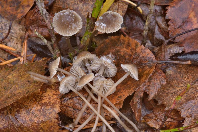 Milking bonnet mushrooms (<B>Mycena galopus</B>)(?) in Sosnovka Park. Saint Petersburg, Russia, <A HREF="../date-en/2016-10-31.htm">October 31, 2016</A>