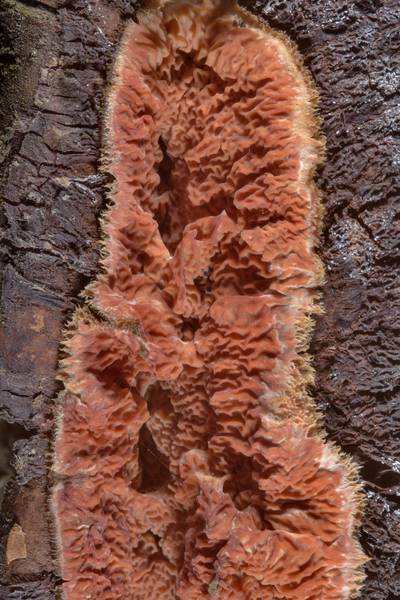 Wrinkled crust fungus (Phlebia radiata mushroom) on a mountain ash tree in Sosnovka Park. Saint Petersburg, Russia, February 14, 2017