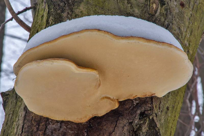 Large red-belted bracket (polypore mushroom <B>Fomitopsis pinicola</B>) in Udelny Park. Saint Petersburg, Russia, <A HREF="../date-ru/2017-02-28.htm">February 28, 2017</A>