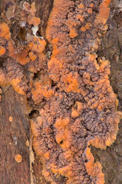 Wrinkled crust fungus (<B>Phlebia radiata</B> mushroom) in area of Nizhniye Dubki near Lisiy Nos, west from Saint Petersburg. Russia, <A HREF="../date-ru/2017-03-03.htm">March 3, 2017</A>