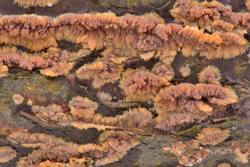 Texture of wrinkled crust fungus (Phlebia radiata mushroom) near Lisiy Nos, west from Saint Petersburg. Russia, March 3, 2017