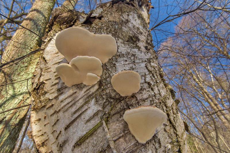 Red-Belt Conk (polypore mushrooms Fomitopsis pinicola) on a birch near Lisiy Nos, west from Saint Petersburg. Russia, March 16, 2017
