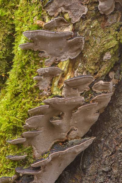 Polypore mushrooms <B>Phellinopsis conchata</B> on a willow in area of an old brick factory between Pesochnaya and Dibuny north-west from Saint Petersburg. Russia, <A HREF="../date-ru/2017-04-03.htm">April 3, 2017</A>