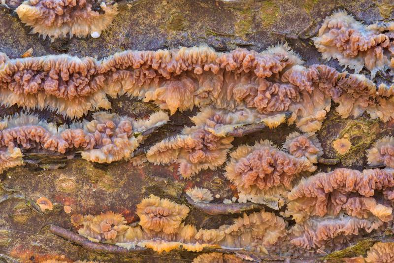 Wrinkled crust fungus (<B>Phlebia radiata</B> mushroom) near Lisiy Nos, west from Saint Petersburg. Russia, <A HREF="../date-ru/2017-04-24.htm">April 24, 2017</A>
