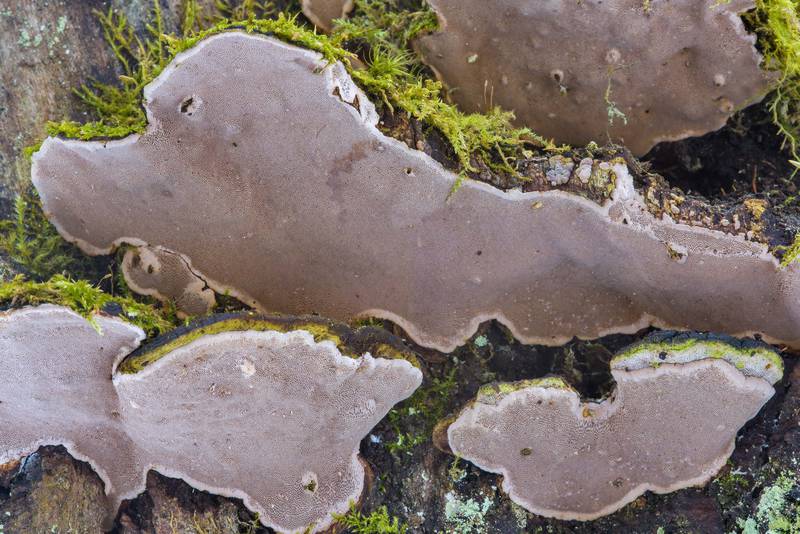 Polypore mushroom <B>Phellinopsis conchata</B>(?) east from Kuzmolovo, near Saint Petersburg. Russia, <A HREF="../date-ru/2017-04-25.htm">April 25, 2017</A>
