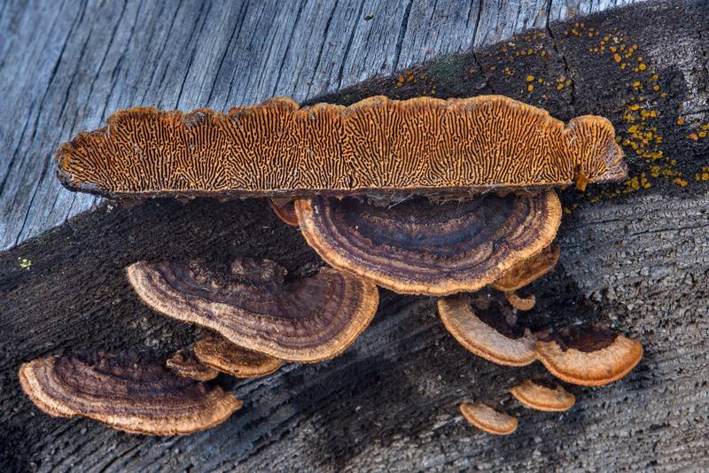 Rusty gilled polypore mushrooms (Gloeophyllum sepiarium) on a stump of a spruce tree on a logging site near Hallojarvi (Gorynskoe) Lake near Lembolovo, 40 miles north from Saint Petersburg. Russia, April 27, 2017