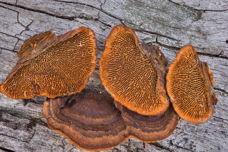 Gills of Rusty gilled polypore mushrooms (<B>Gloeophyllum sepiarium</B>) on a logging site near Hallojarvi (Gorynskoe) Lake near Lembolovo, 40 miles north from Saint Petersburg. Russia, <A HREF="../date-en/2017-04-27.htm">April 27, 2017</A>