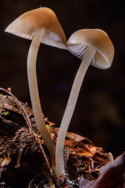 Mycena strobilicola in area of Posiolok near Vyritsa, south from Saint Petersburg, Russia, May 1, 2017