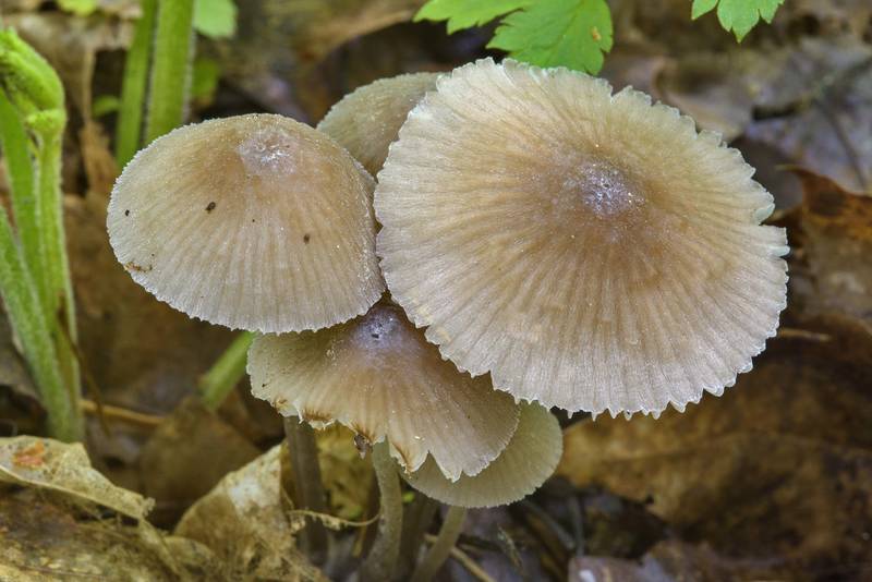 Mushrooms <B>Mycena abramsii</B> in a shady forest in Sosnovka Park. Saint Petersburg, Russia, <A HREF="../date-en/2017-06-13.htm">June 13, 2017</A>