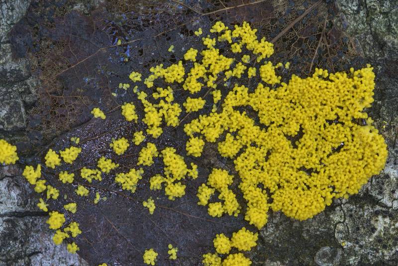 Slime mold Physarum virescens on a rotting leaf in Kuzmolovo, north from Saint Petersburg. Russia, July 26, 2017
