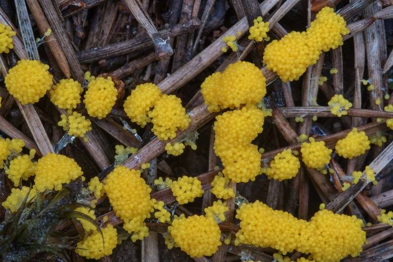 Close up of slime mold Physarum virescens on pine needles in Sosnovka Park. Saint Petersburg, Russia, August 4, 2017