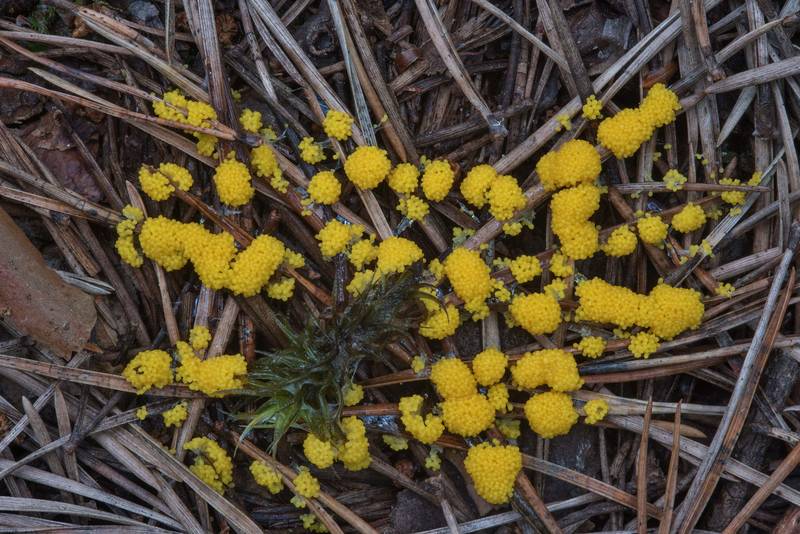 Slime mold Physarum virescens on pine needles on the ground in pine forest in Sosnovka Park. Saint Petersburg, Russia, August 4, 2017