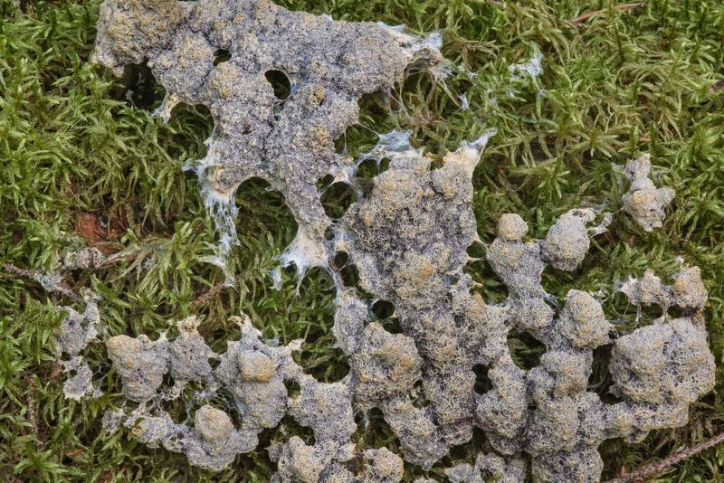 Mature slime mold Physarum virescens in Kannelyarvi, 45 miles north from Saint Petersburg. Russia, August 11, 2017