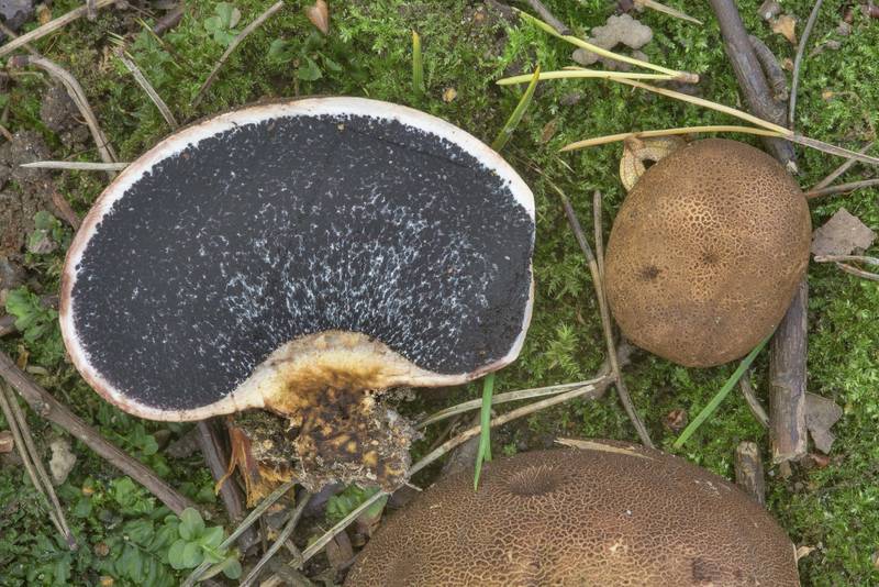 Common earthball mushrooms (<B>Scleroderma citrinum</B>) in Dubki Park. Sestroretsk near Saint Petersburg, Russia, <A HREF="../date-ru/2017-09-05.htm">September 5, 2017</A>