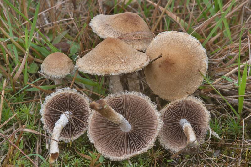 Weeping widow mushrooms (<B>Lacrymaria lacrymabunda</B>) near Lembolovo, 40 miles north from Saint Petersburg. Russia, <A HREF="../date-en/2017-09-09.htm">September 9, 2017</A>
