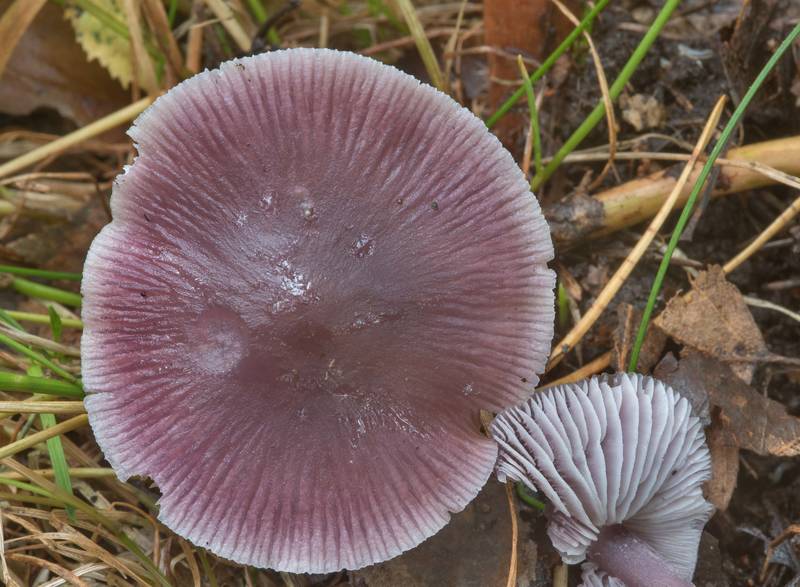 Lilac bonnet mushrooms (Mycena pura) in Sosnovka Park. Saint Petersburg, Russia, September 16, 2017