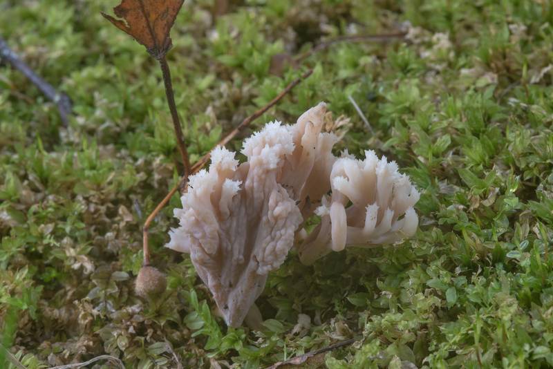 Crested coral mushrooms (<B>Clavulina coralloides</B>) infected by ascomycete fungus Helminthosphaeria clavariarum under maples in Park of Polytechnic Institute. Saint Petersburg, Russia, <A HREF="../date-ru/2017-09-19.htm">September 19, 2017</A>