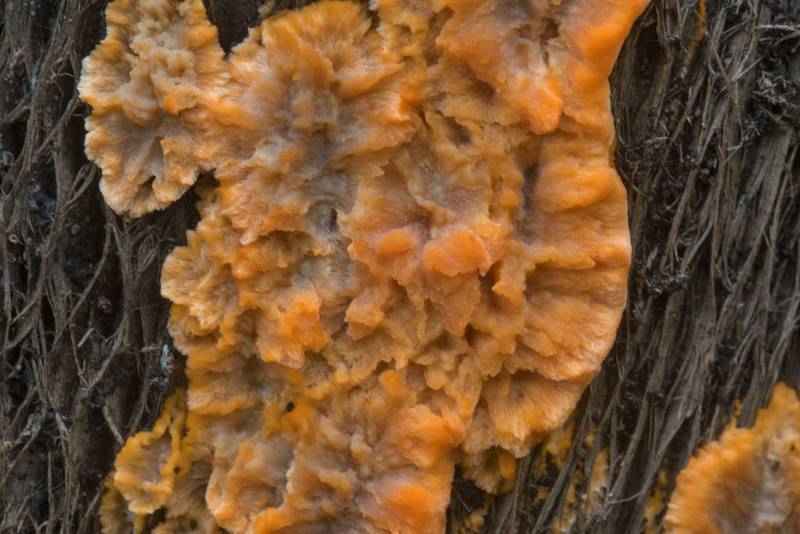 Wrinkled crust fungus (<B>Phlebia radiata</B>) on an alder tree near the Gulf in Tarkhovka near Sestroretsk, west from Saint Petersburg. Russia, <A HREF="../date-ru/2017-09-22.htm">September 22, 2017</A>