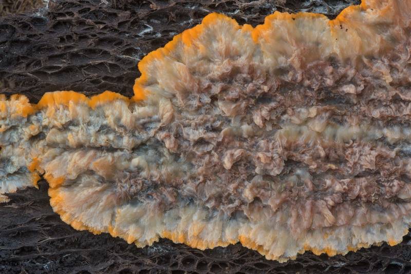 Wrinkled crust fungus (<B>Phlebia radiata</B>) in Tarkhovka near Sestroretsk, west from Saint Petersburg. Russia, <A HREF="../date-ru/2017-09-22.htm">September 22, 2017</A>