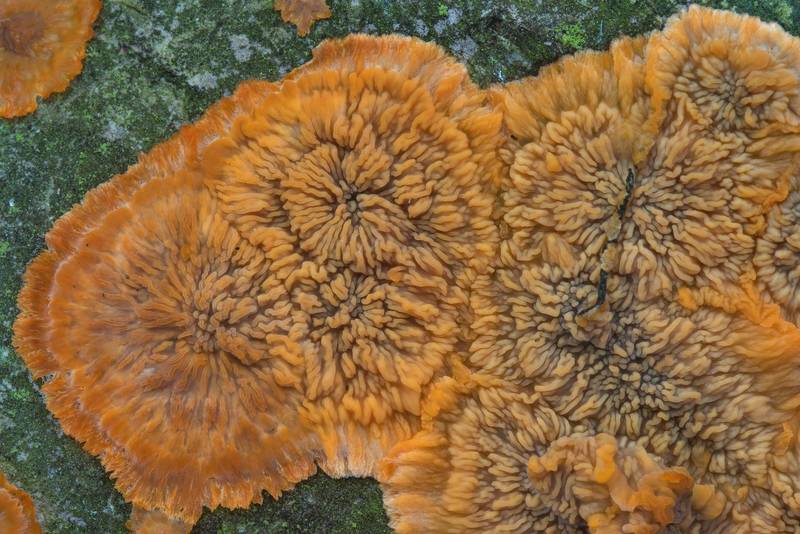 Wrinkled crust fungus (Phlebia radiata) in Aleksandrovsky (Alexander) Park of Pushkin (former Tsarskoe Selo), a suburb of Saint Petersburg. Russia, September 25, 2017