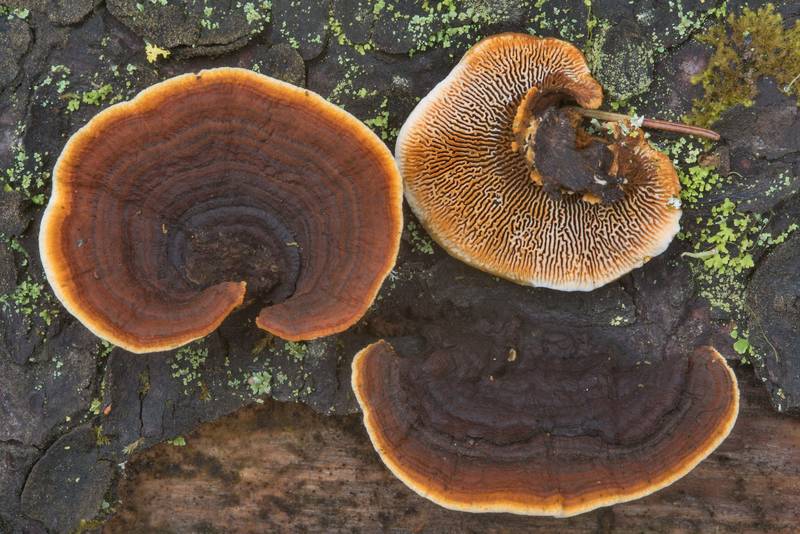 Conifer mazegill mushrooms (Gloeophyllum sepiarium) near Komarovo, 25 miles north-west from Saint Petersburg. Russia, October 1, 2017