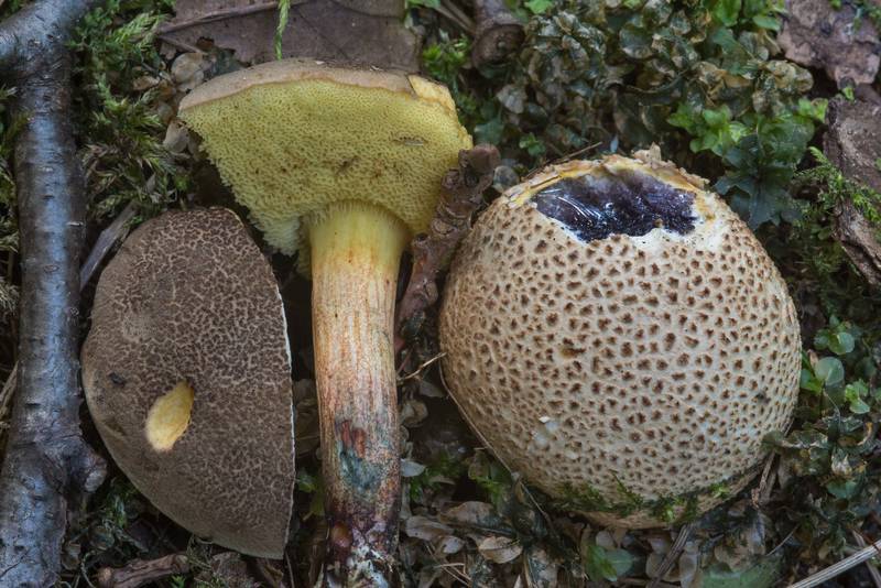 Sepia bolete mushroom Xerocomellus porosporus together with earthball mushroom (<B>Scleroderma citrinum</B>) near Lisiy Nos, south from Saint Petersburg. Russia, <A HREF="../date-en/2018-08-17.htm">August 17, 2018</A>