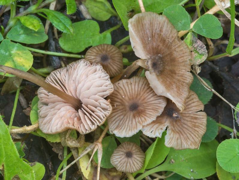 Pinkgill mushrooms (Entoloma minutum(?)) in grass on roadside in Kuzmolovo, north from Saint Petersburg. Russia, August 23, 2018