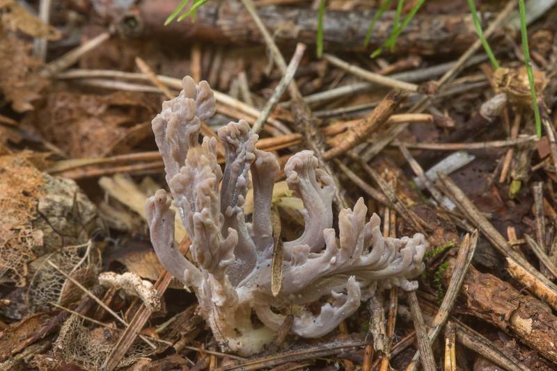 Grey coral mushrooms (Clavulina cinerea) infected by ascomycete fungus Helminthosphaeria clavariarum in area of New Sylvia in Pavlovsk Park. Pavlovsk, a suburb of Saint Petersburg, Russia, September 8, 2018