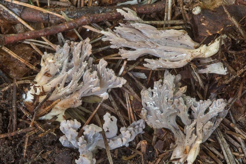 Grey coral mushrooms (Clavulina cinerea) infected by ascomycete fungus Helminthosphaeria clavariarum under spruce trees in area of New Sylvia in Pavlovsk Park. Pavlovsk, a suburb of Saint Petersburg, Russia, September 8, 2018