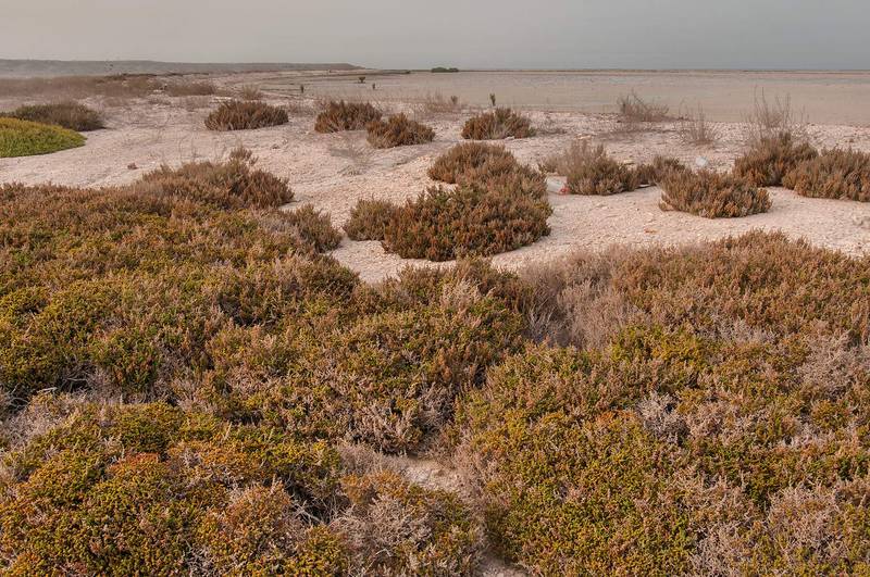 Bushes of Al Kheriza beach plant (Halopeplis perfoliata) in Safliya Island near Doha. Qatar, April 3, 2013