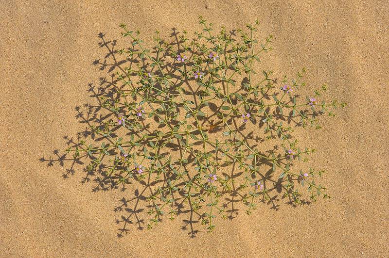 Fagonia bruguieri (Fagonia echinella, local names dereima, showeika, shaki, shoka, Dhuraymah) in sand near Trainah in southern Qatar, February 14, 2014