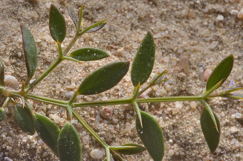 Fagonia bruguieri (Fagonia echinella, local names dereima, showeika, shaki, shoka, Dhuraymah) near Harrarah in southern Qatar, February 14, 2014