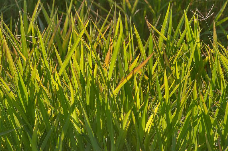 Hairy crabgrass (Digitaria sanguinalis)(?) on Green Circles (center-pivot irrigation) in Irkhaya (Irkaya) Farms. South-western Qatar, November 15, 2014