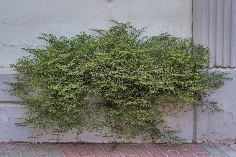 Large bush of Fagonia bruguieri in Onaiza area. Doha, Qatar, March 10, 2015