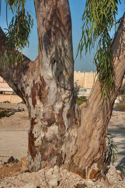 River Red Gum (Eucalyptus camaldulensis) in Al Luqta area. Doha, Qatar, March 13, 2015