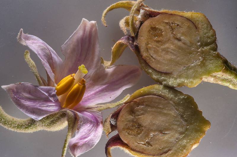 Flower and a dissected ovary of eggplant (Solanum melongena) taken from area of water tank on roadside between Mesayeed and Harrarah. Qatar, October 30, 2015