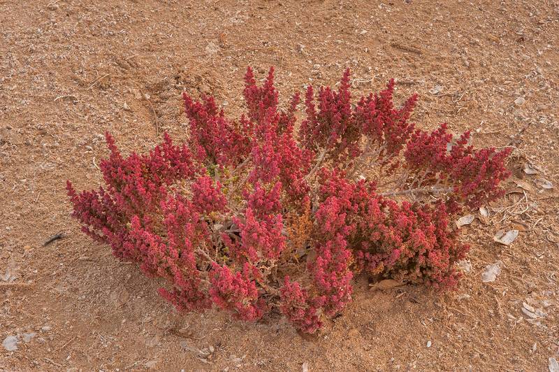 Burgundy red fall color of coastal halophyte Al Kheriza beach plant (Halopeplis perfoliata, khurreyz, string of beads) on Purple Island (Jazirat Bin Ghanim). Al Khor, Qatar, December 20, 2015