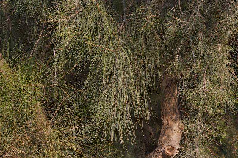 Trunk and fine greyish green needle-like foliage of Australian pine (she-oak, Casuarina equisetifolia) in Al Shamal City Park. Ruwais, Northern Qatar, January 16, 2016