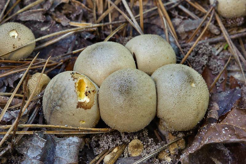 Mature puffball mushrooms (<B>Lycoperdon perlatum</B>) on Chinquapin Trail in Huntsville State Park. Texas, <A HREF="../date-en/2013-11-03.htm">November 3, 2013</A>