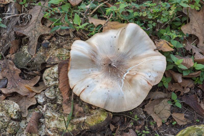 <B>Pluteus petasatus</B> mushroom in Wolf Pen Creek Park. College Station, Texas, <A HREF="../date-en/2017-11-05.htm">November 5, 2017</A>