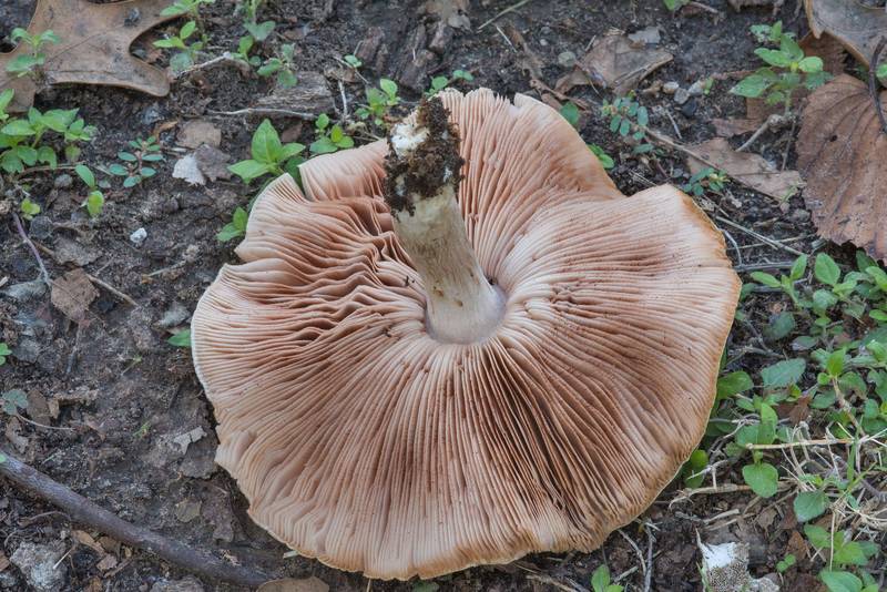 Gills of Pluteus petasatus mushroom in Wolf Pen Creek Park. College Station, Texas, November 5, 2017