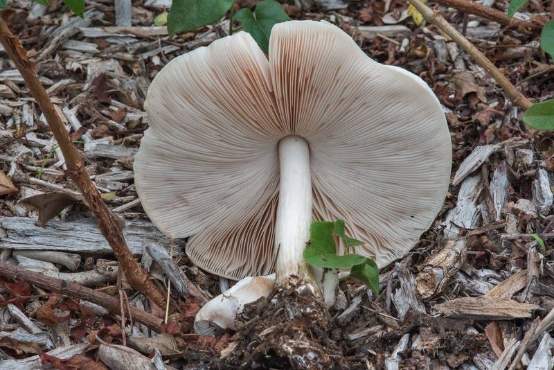 Gills of Pluteus petasatus mushroom under utility poles in Lemontree Park. College Station, Texas, November 8, 2017