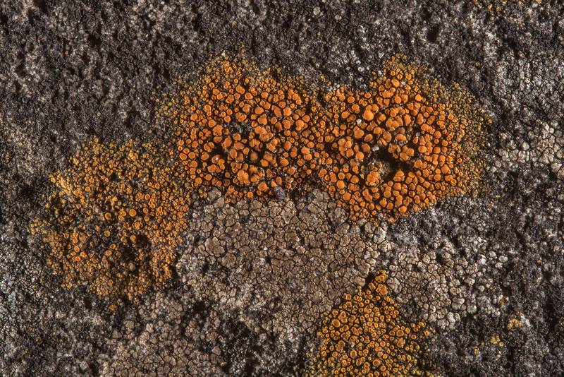 Firedot lichen <B>Caloplaca crenulatella</B> (orange) and Acarospora (brown) on sandstone on a bridge in Wolf Pen Creek Park. College Station, Texas, <A HREF="../date-en/2018-01-13.htm">January 13, 2018</A>