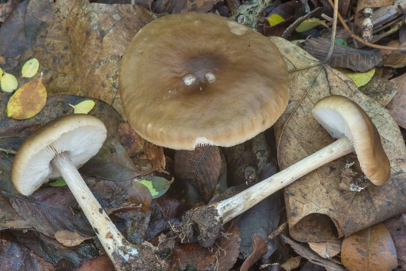 <B>Melanoleuca melaleuca</B> mushrooms in Bee Creek Park. College Station, Texas, <A HREF="../date-en/2018-01-28.htm">January 28, 2018</A>