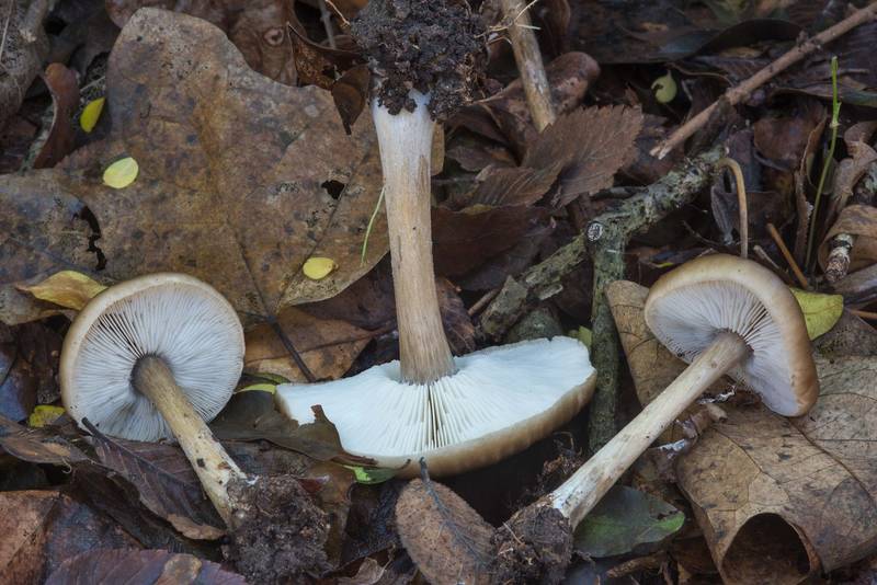 Melanoleuca melaleuca mushrooms in dry leaves in Bee Creek Park. College Station, Texas, January 28, 2018