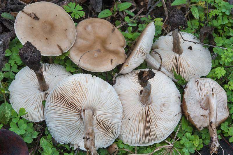 <B>Melanoleuca melaleuca</B> mushrooms in Bee Creek Park. College Station, Texas, <A HREF="../date-en/2018-02-15.htm">February 15, 2018</A>